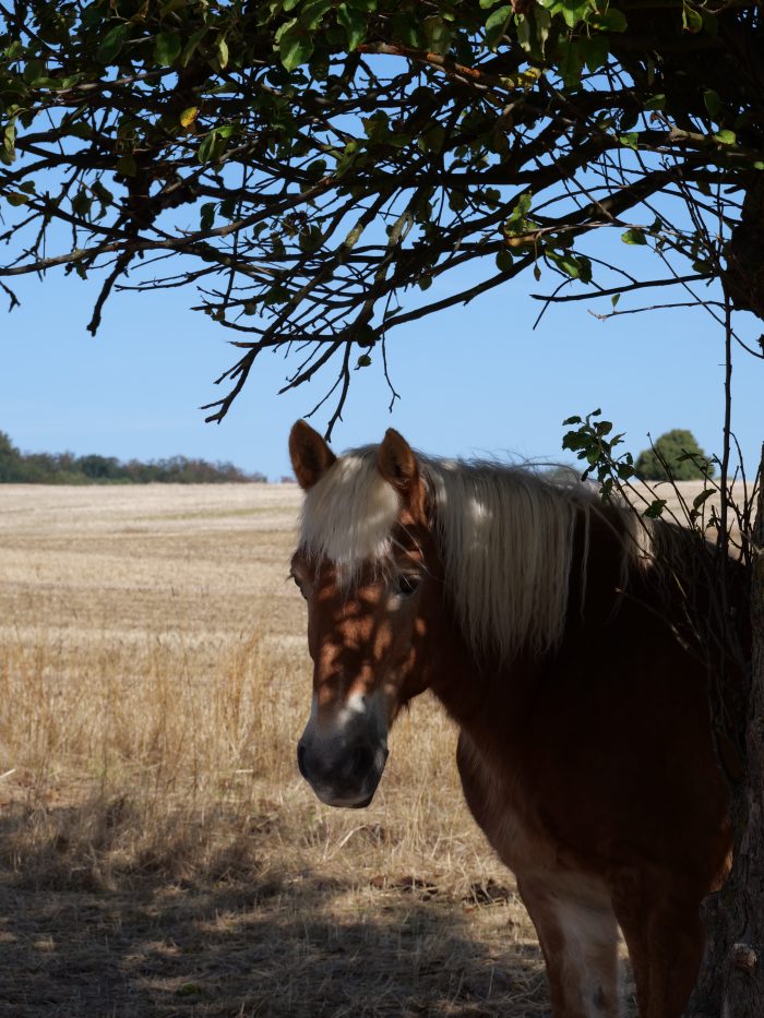 Pferd auf der Weide in Obbornhofen