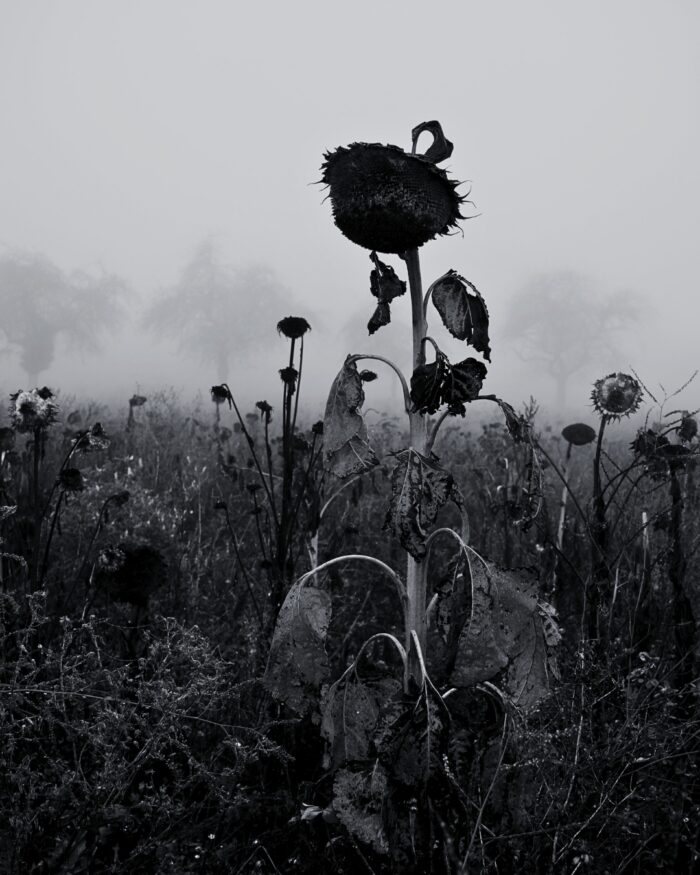 Sonnenblume